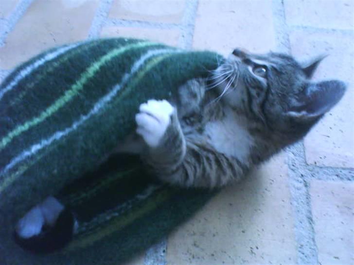 Huskat Hodya billede 11