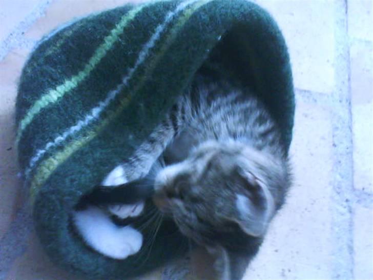 Huskat Hodya billede 12