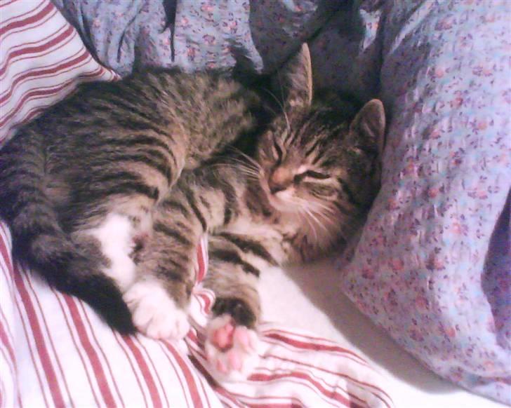 Huskat Hodya billede 13