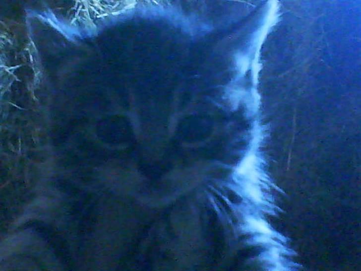 Huskat Hodya billede 14