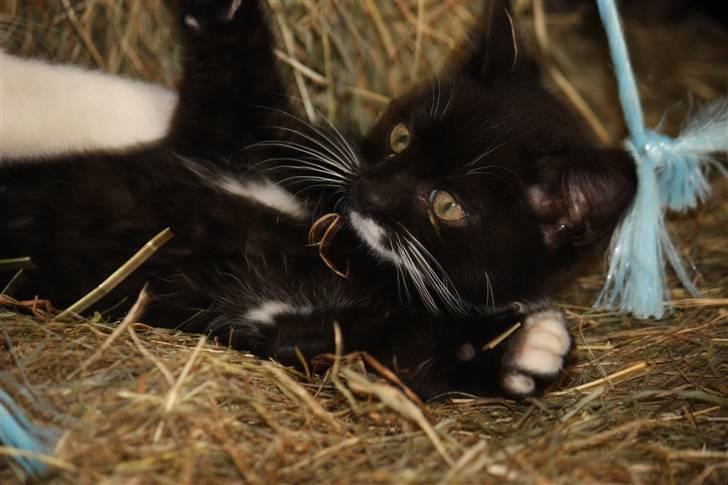 Blanding af racer Plet SOLGT - Velkommen til Plets profil <3 billede 1