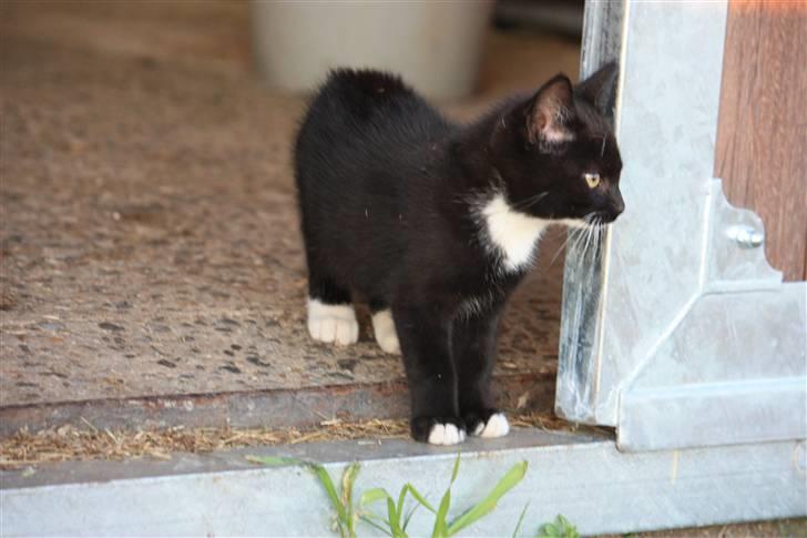 Blanding af racer Plet SOLGT - Plettem <3 billede 2