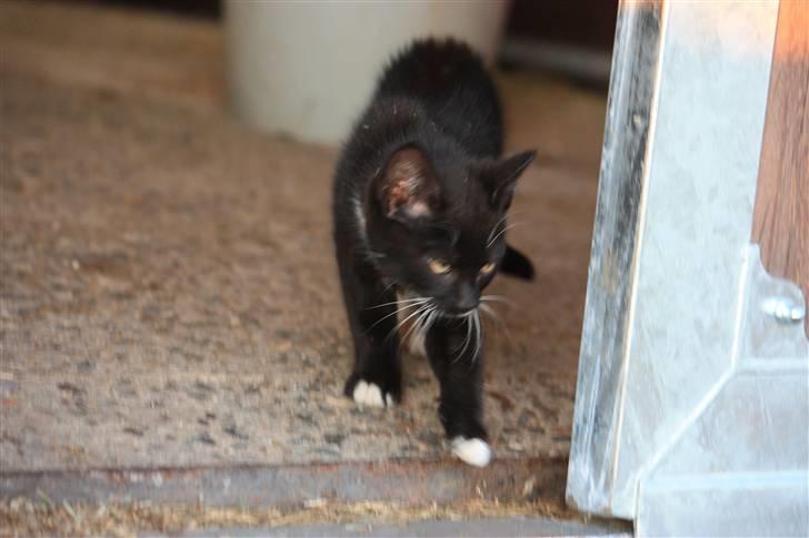 Blanding af racer Plet SOLGT - Plet er på vej udenfor XD billede 3