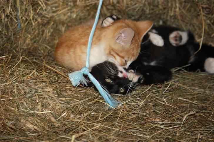 Blanding af racer Plet SOLGT - Plet og Prins leger :P  billede 4