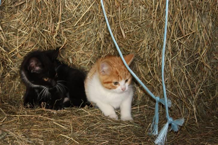 Blanding af racer Plet SOLGT - Plet og Mis XD billede 5