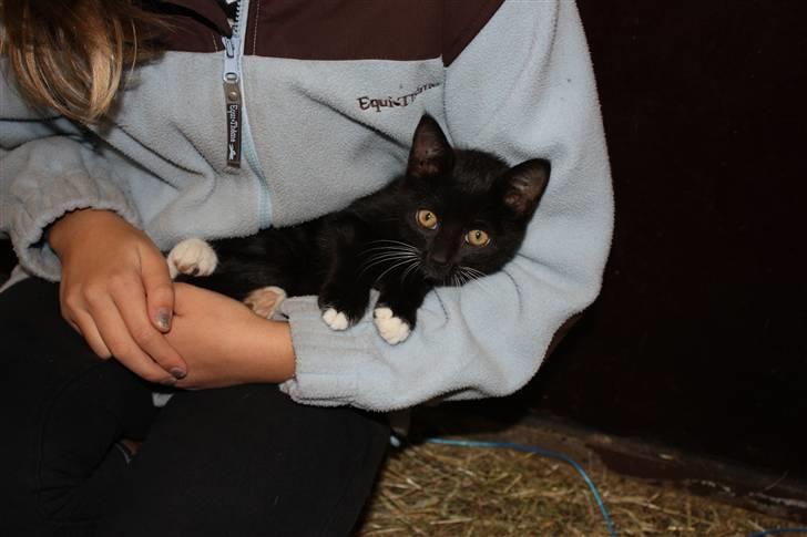 Blanding af racer Plet SOLGT - Plet som ligger i mine arme <3 billede 6