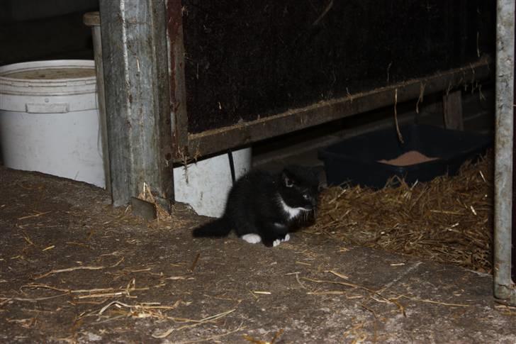 Blanding af racer Plet SOLGT - Plet som helt lille <3 billede 7