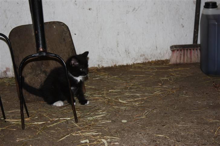 Blanding af racer Plet SOLGT - Plet som helt lille <3 billede 8