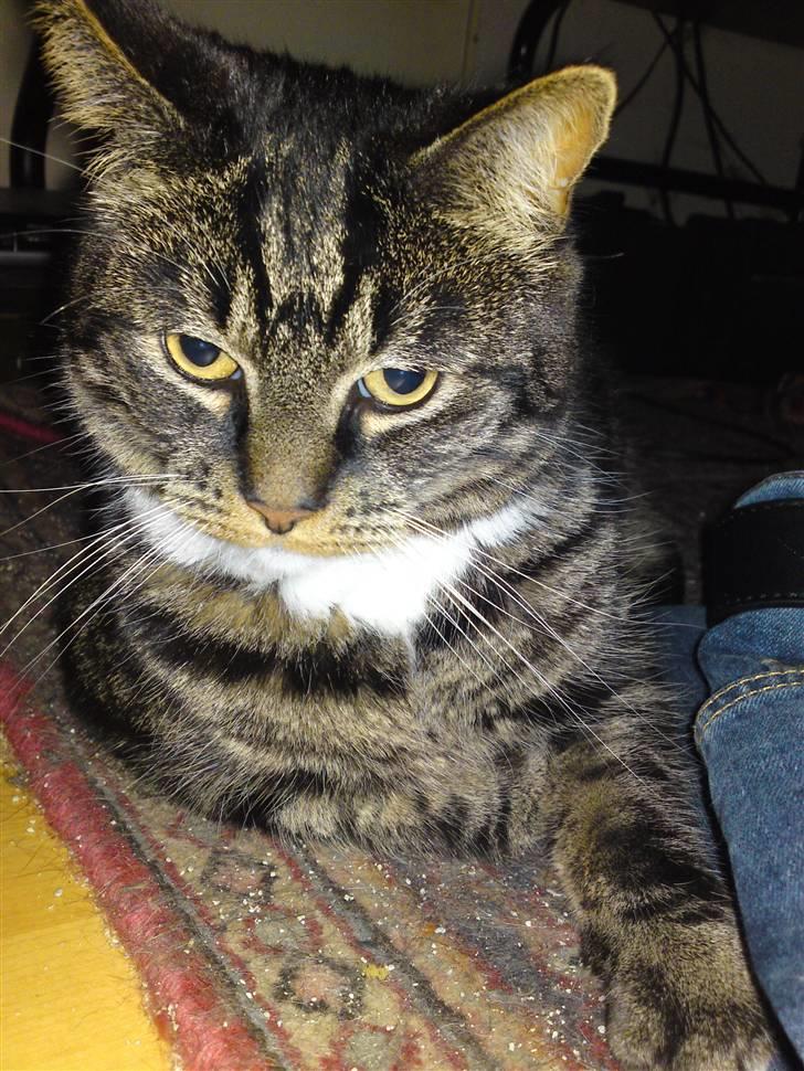 Blanding af racer Marco billede 16