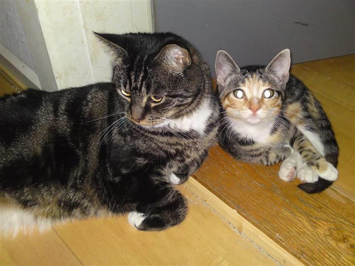 Blanding af racer Marco billede 17