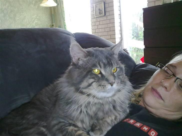 Maine Coon junior - lidt sofa hygge .. billede 14