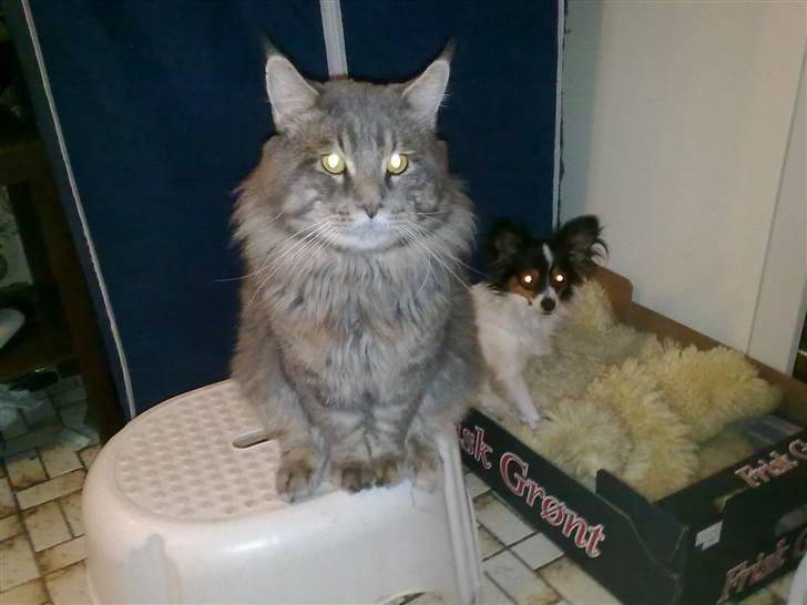 Maine Coon junior - junior sammen med vores lille hund ,, hmm ja han er ca 7 kg støre ind hunden :-) billede 17