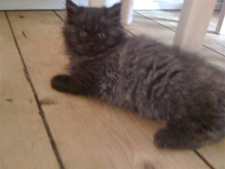 Blanding af racer Sandy Sov sødt min pige - se hvor sød hun er. billede 2