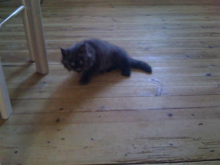 Blanding af racer Sandy Sov sødt min pige billede 3