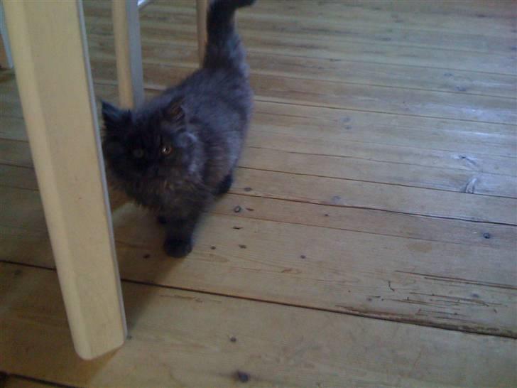 Blanding af racer Sandy Sov sødt min pige - lille sandy billede 4