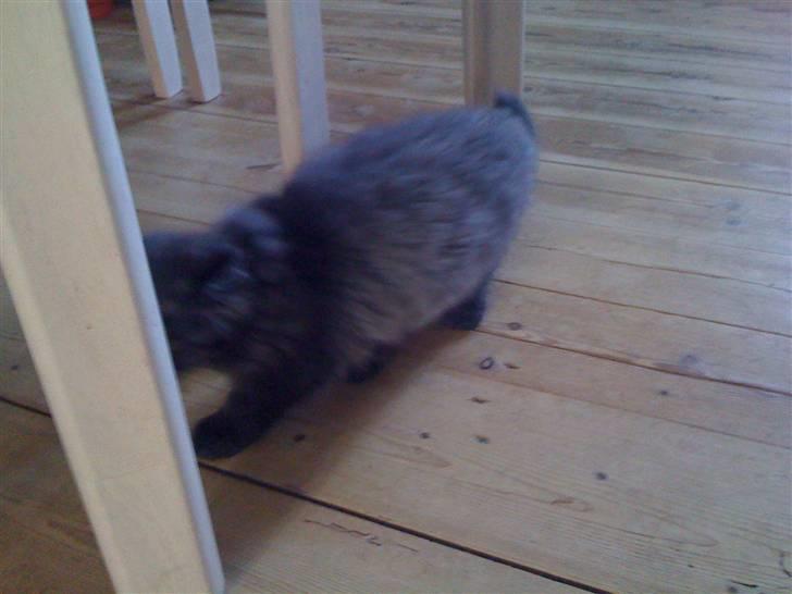 Blanding af racer Sandy Sov sødt min pige billede 5