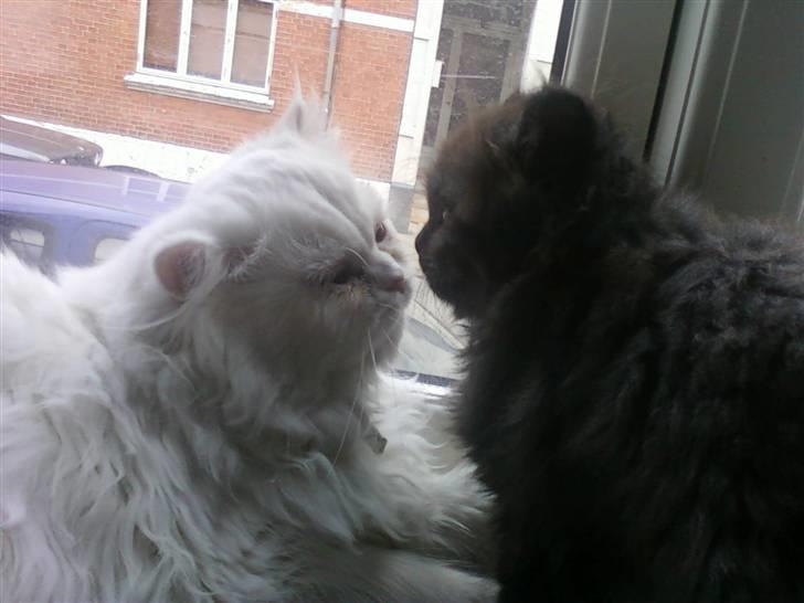 Blanding af racer Sandy Sov sødt min pige - Sandy og Abby er så glade for hinanden, Abby er som en mor for Sandy:) billede 6