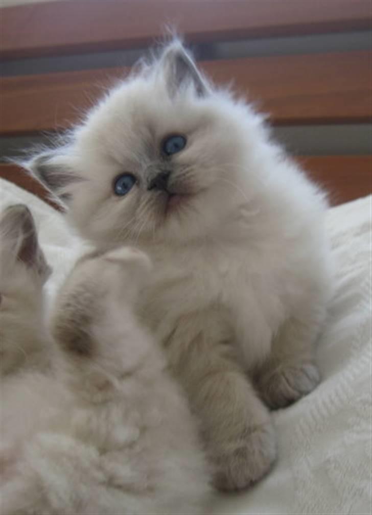 Hellig Birma Chicabee Miss Muffin billede 1