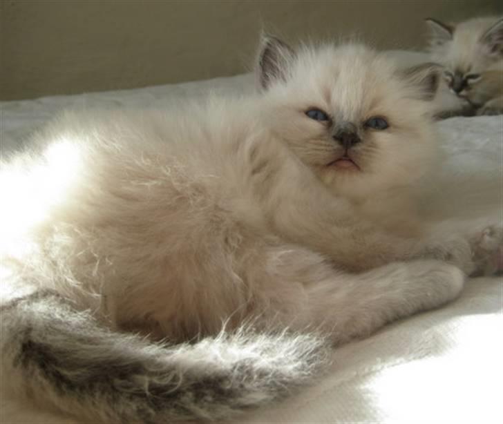 Hellig Birma Chicabee Miss Muffin billede 2