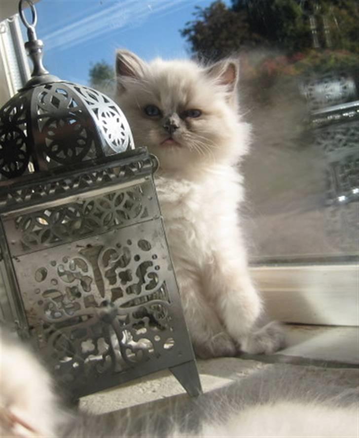 Hellig Birma Chicabee Miss Muffin billede 3