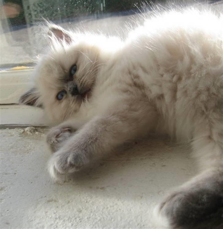 Hellig Birma Chicabee Miss Muffin billede 4