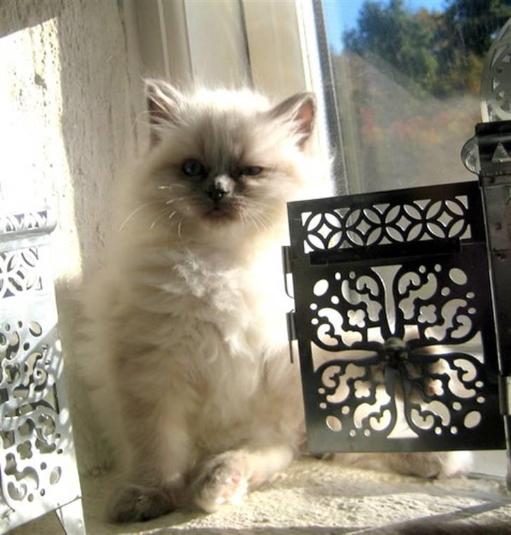 Hellig Birma Chicabee Miss Muffin billede 5