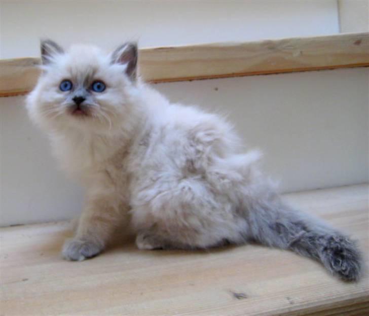 Hellig Birma Chicabee Miss Muffin billede 6