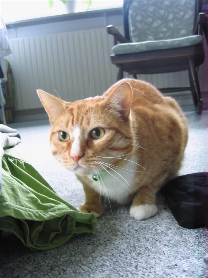 Huskat Garfild †R.I.P† sov sødt - hej og velkommen til Garfildes profil :) billede 1