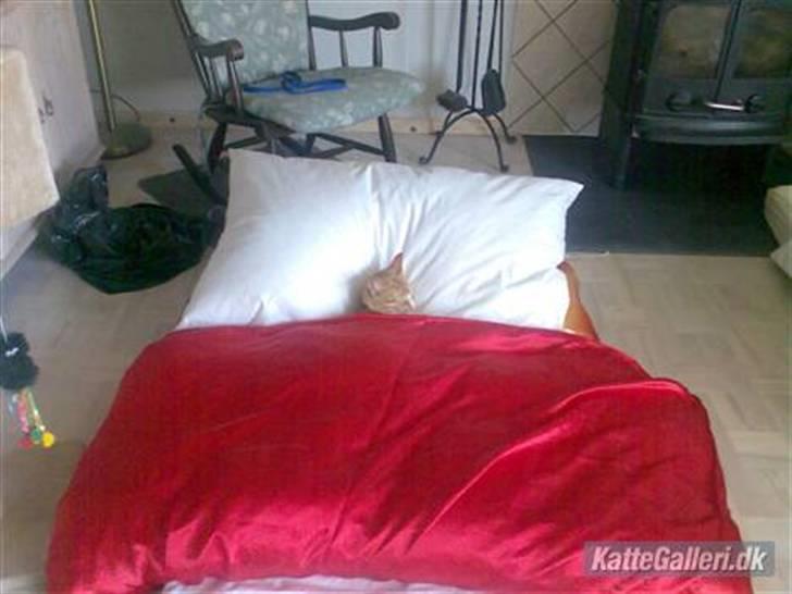 Huskat Garfild †R.I.P† sov sødt - Garfilde skulle lige have en lille morfar billede 2