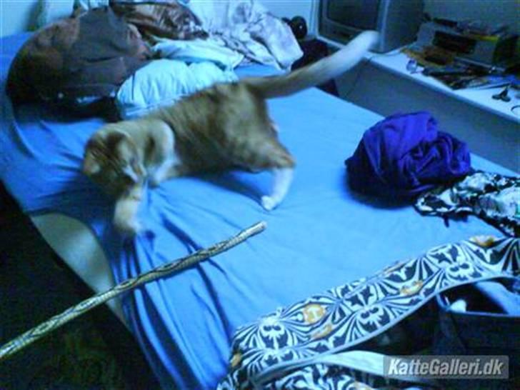 Huskat Garfild †R.I.P† sov sødt - total amok på slangen! billede 3