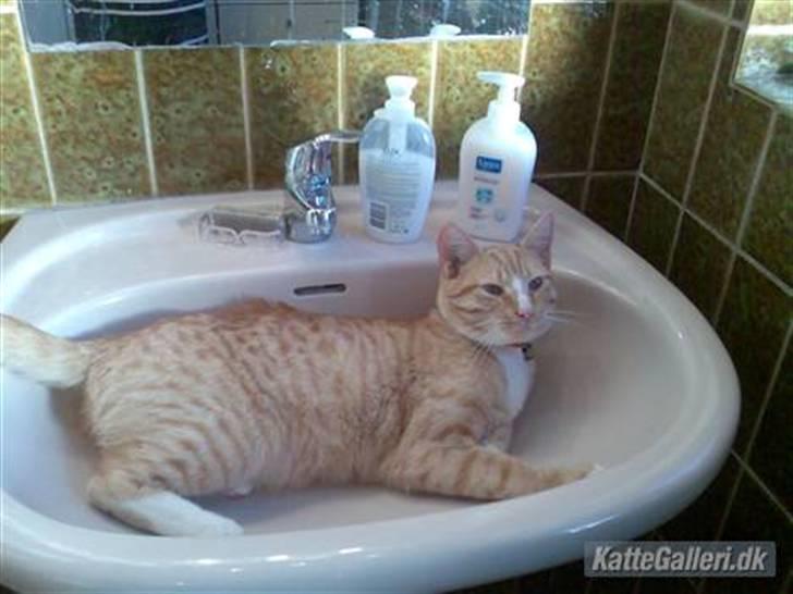 Huskat Garfild †R.I.P† sov sødt - så er det bade tid billede 4