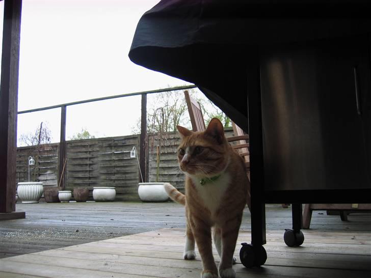 Huskat Garfild †R.I.P† sov sødt - garfilde  som er ude ved min fars gril :) billede 5