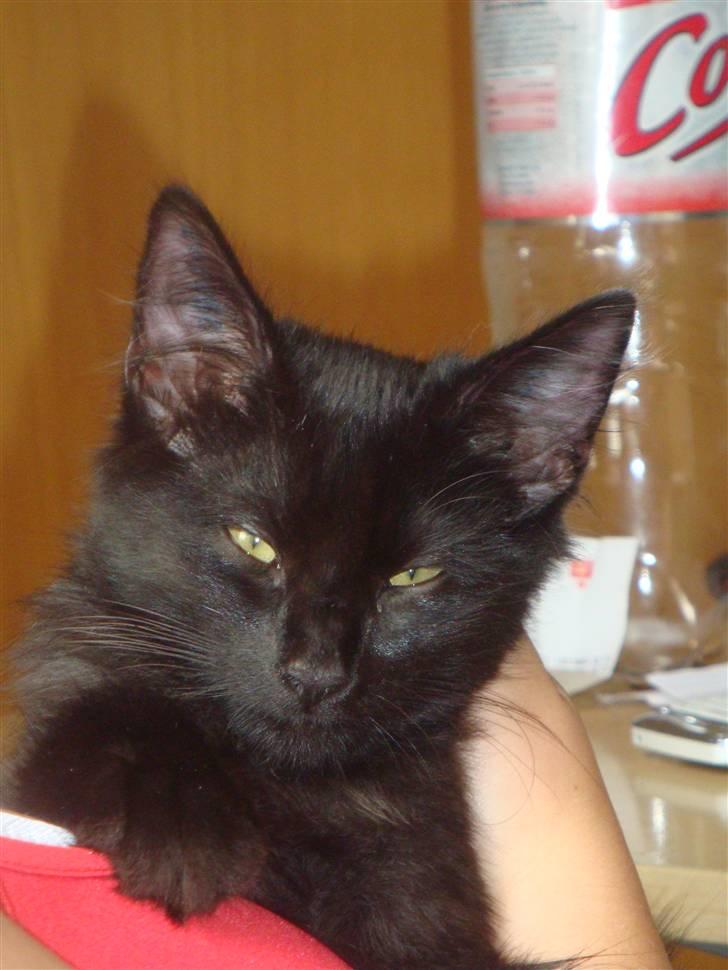 Norsk Skovkat Babette's Aske billede 1