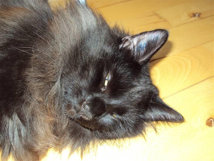 Norsk Skovkat Babette's Aske billede 2