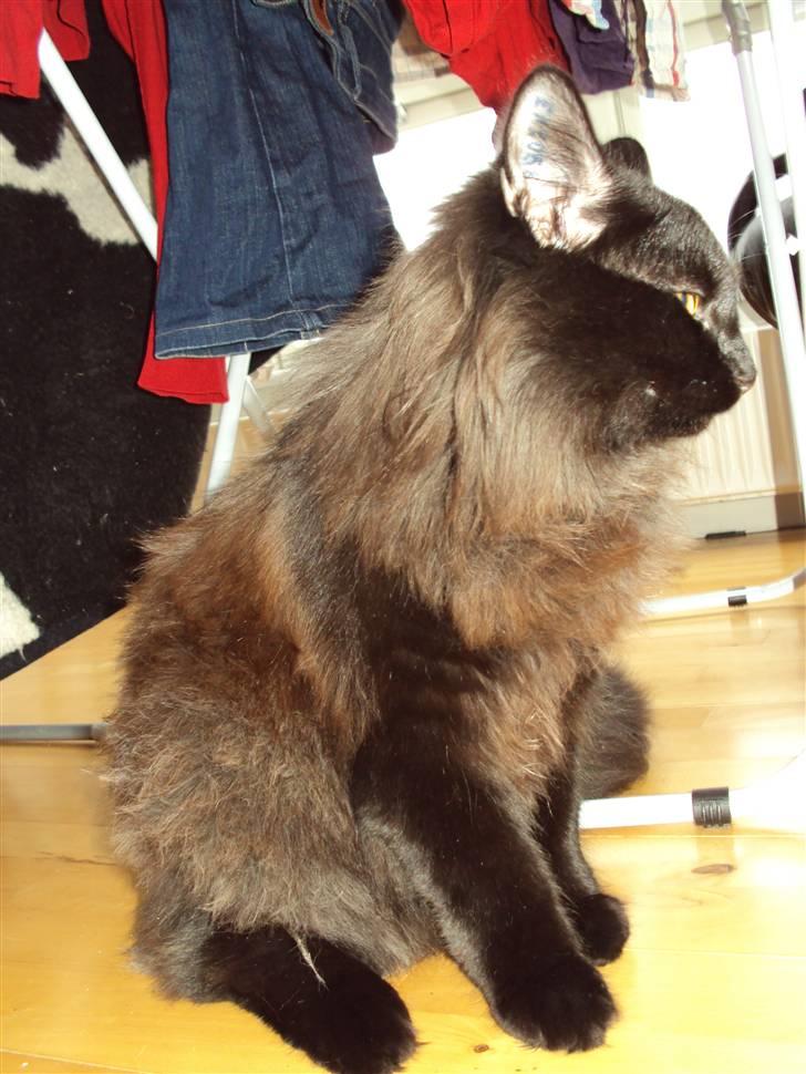 Norsk Skovkat Babette's Aske billede 3