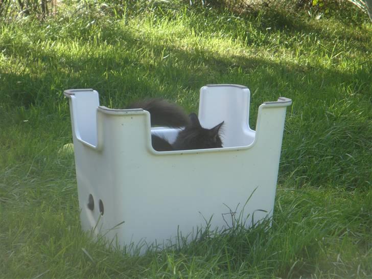 Norsk Skovkat Babette's Aske billede 4