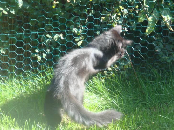 Norsk Skovkat Babette's Aske billede 5