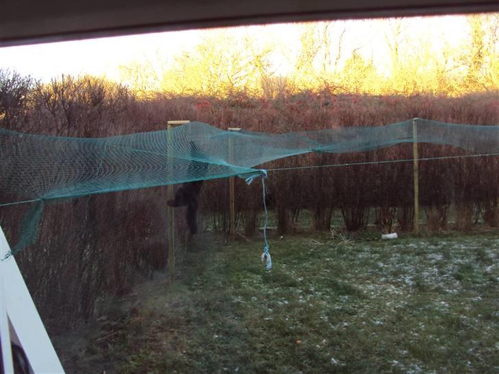 Norsk Skovkat Babette's Aske - hmm, det må man vist ikke, Aske!! ;) billede 6