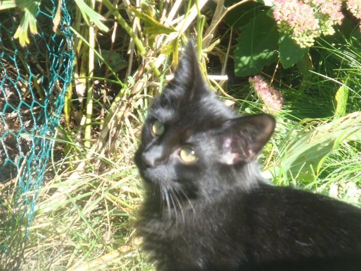 Norsk Skovkat Babette's Aske billede 7