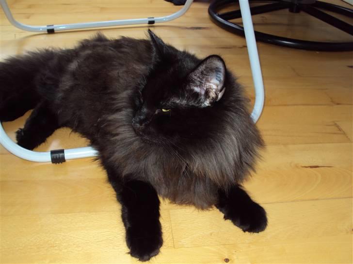 Norsk Skovkat Babette's Aske billede 8