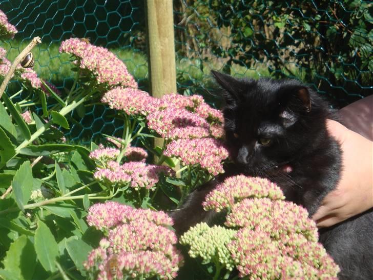 Norsk Skovkat Babette's Aske billede 9