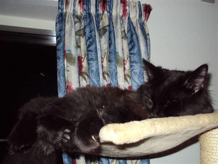 Norsk Skovkat Babette's Aske billede 10