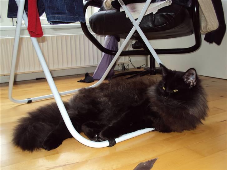 Norsk Skovkat Babette's Aske billede 11