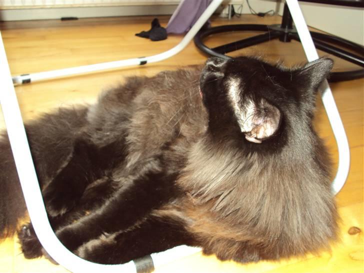 Norsk Skovkat Babette's Aske billede 12