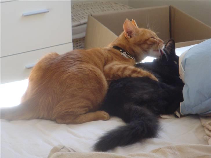 Norsk Skovkat Babette's Aske billede 13