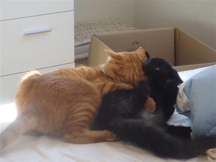 Norsk Skovkat Babette's Aske billede 14