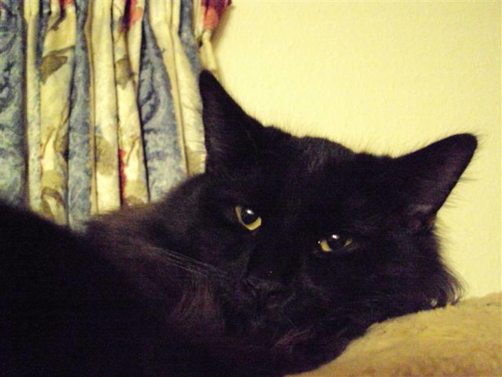 Norsk Skovkat Babette's Aske billede 15