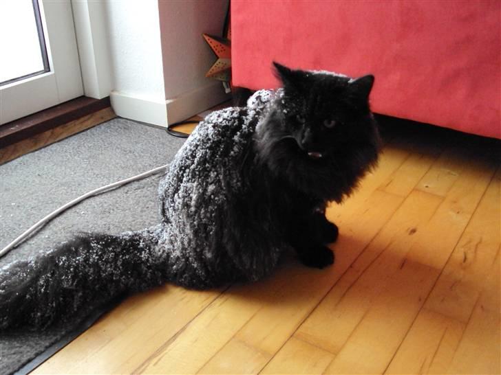 Norsk Skovkat Babette's Aske - dec 09 - en lille snemis :) billede 16