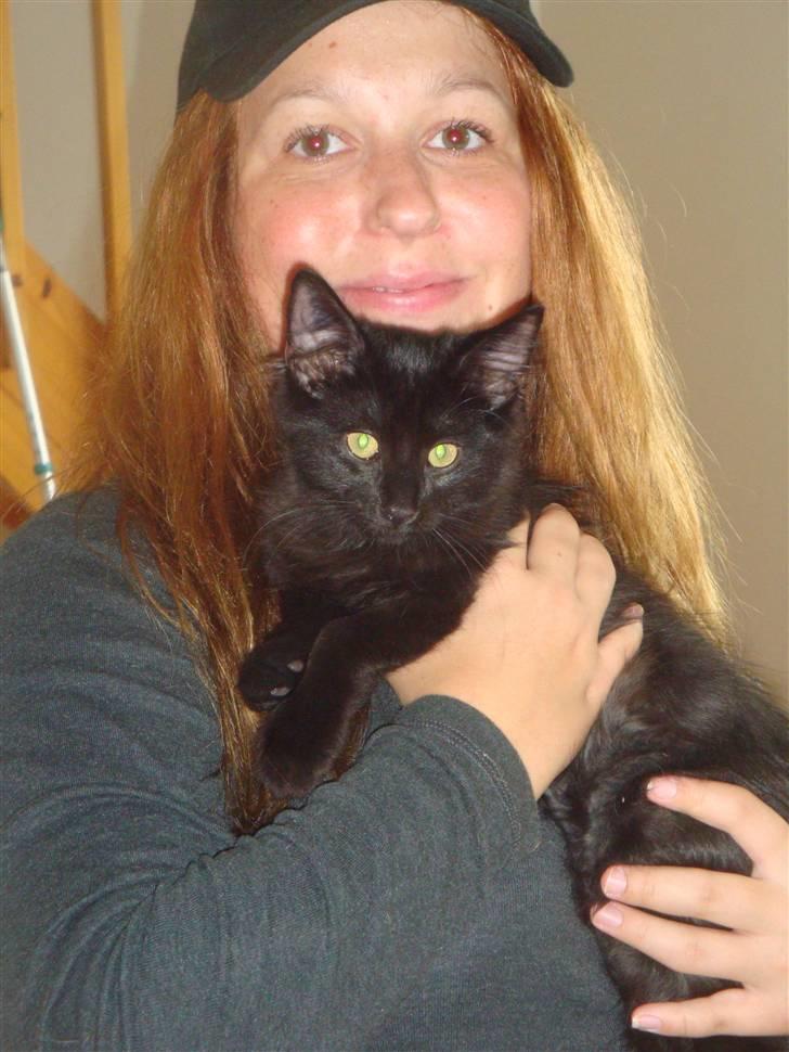 Norsk Skovkat Babette's Aske billede 17