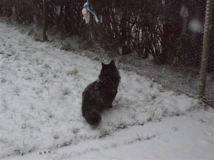 Norsk Skovkat Babette's Aske - dec 09 :) Askes første sne - man er vel en skovmis billede 18